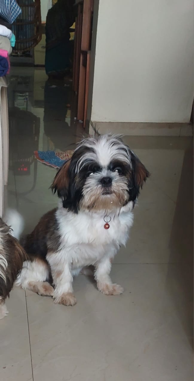 Shih tzu Male  8 Month And Female 7 Month old for Sale